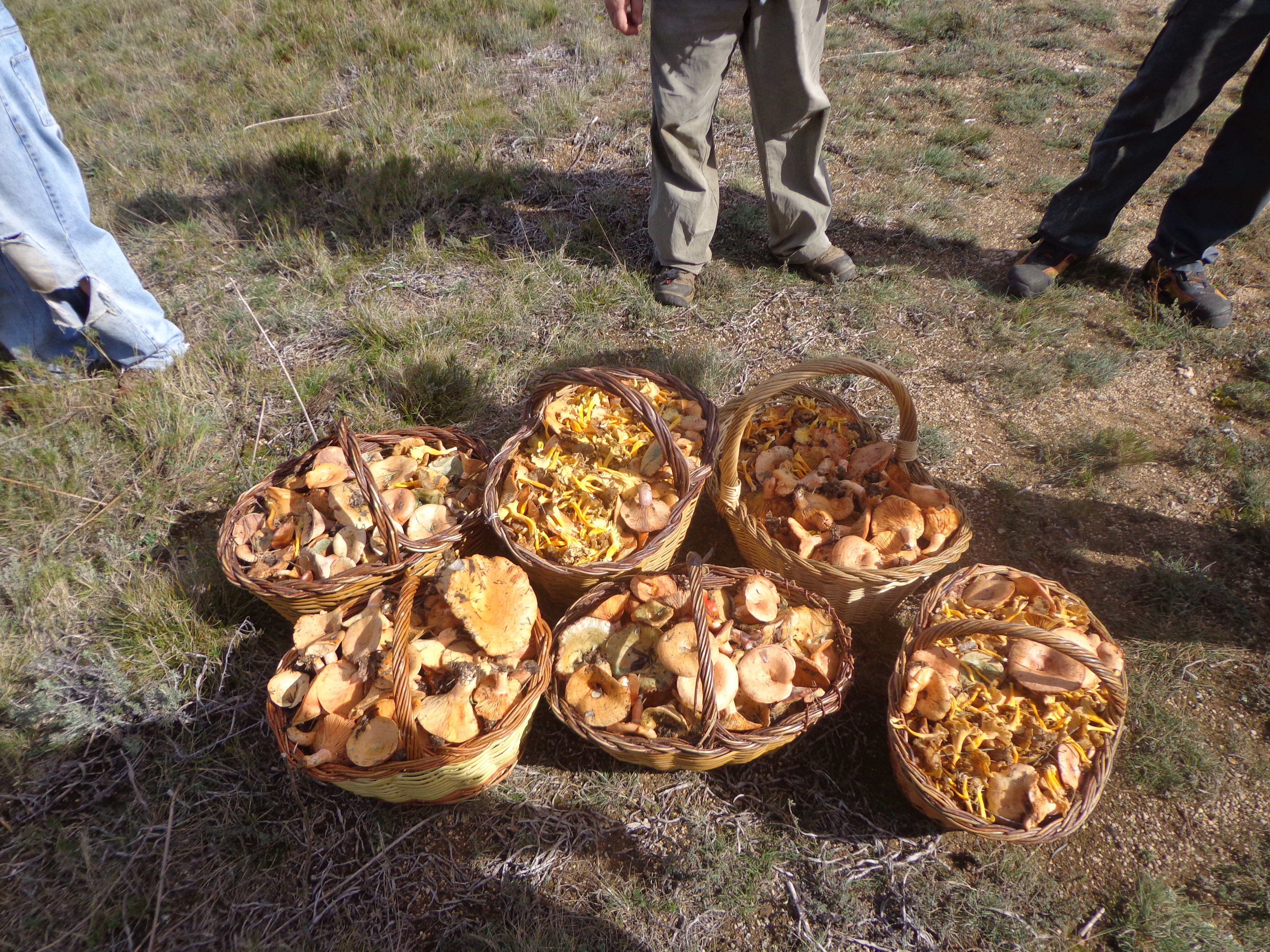 Collita de camagrocs i rovellons d'aquesta temporada. (FOTO: Jesús Torres)