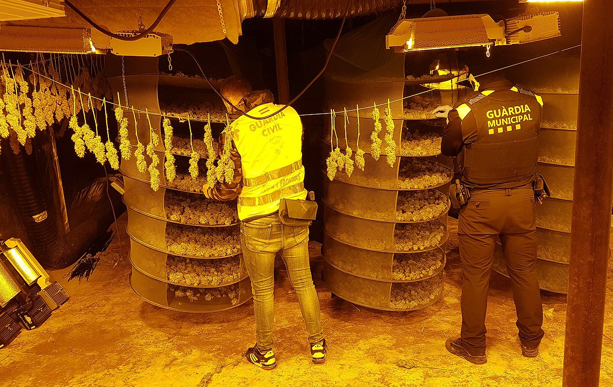 Imatge de l'interior de la plantació, de la zona dedicada al cultiu Imatge de l'interior de la plantació, de la zona dedicada al cultiu