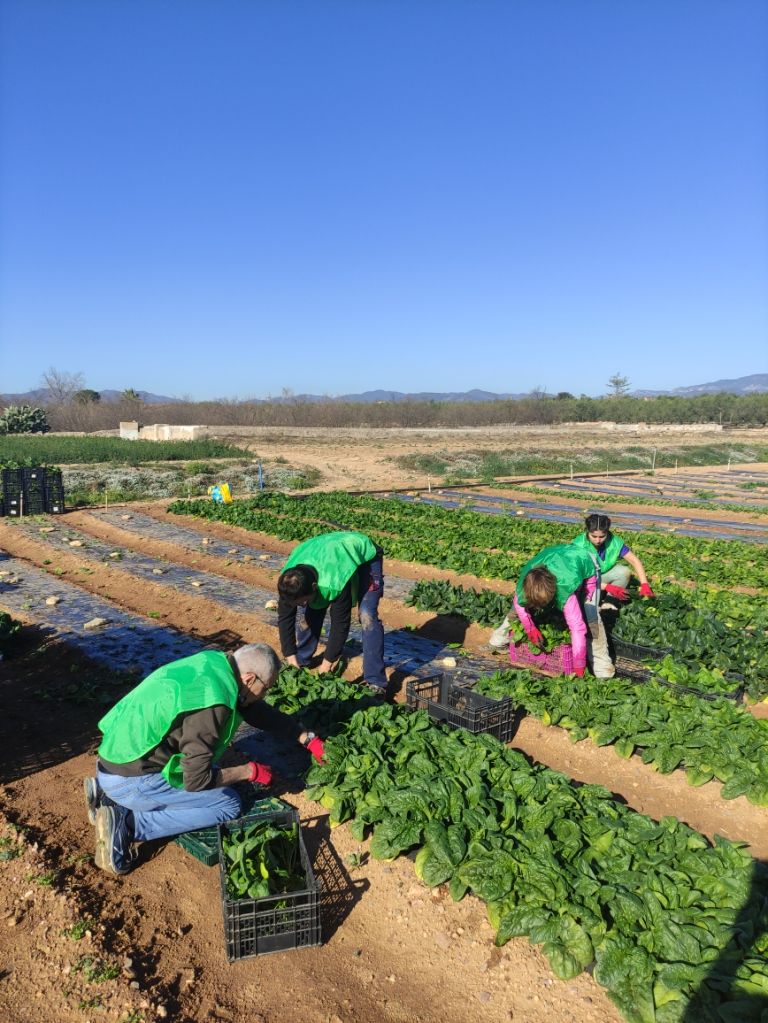 Voluntaris d'Espigoladors al camp dels germans Crusells, a Riudoms