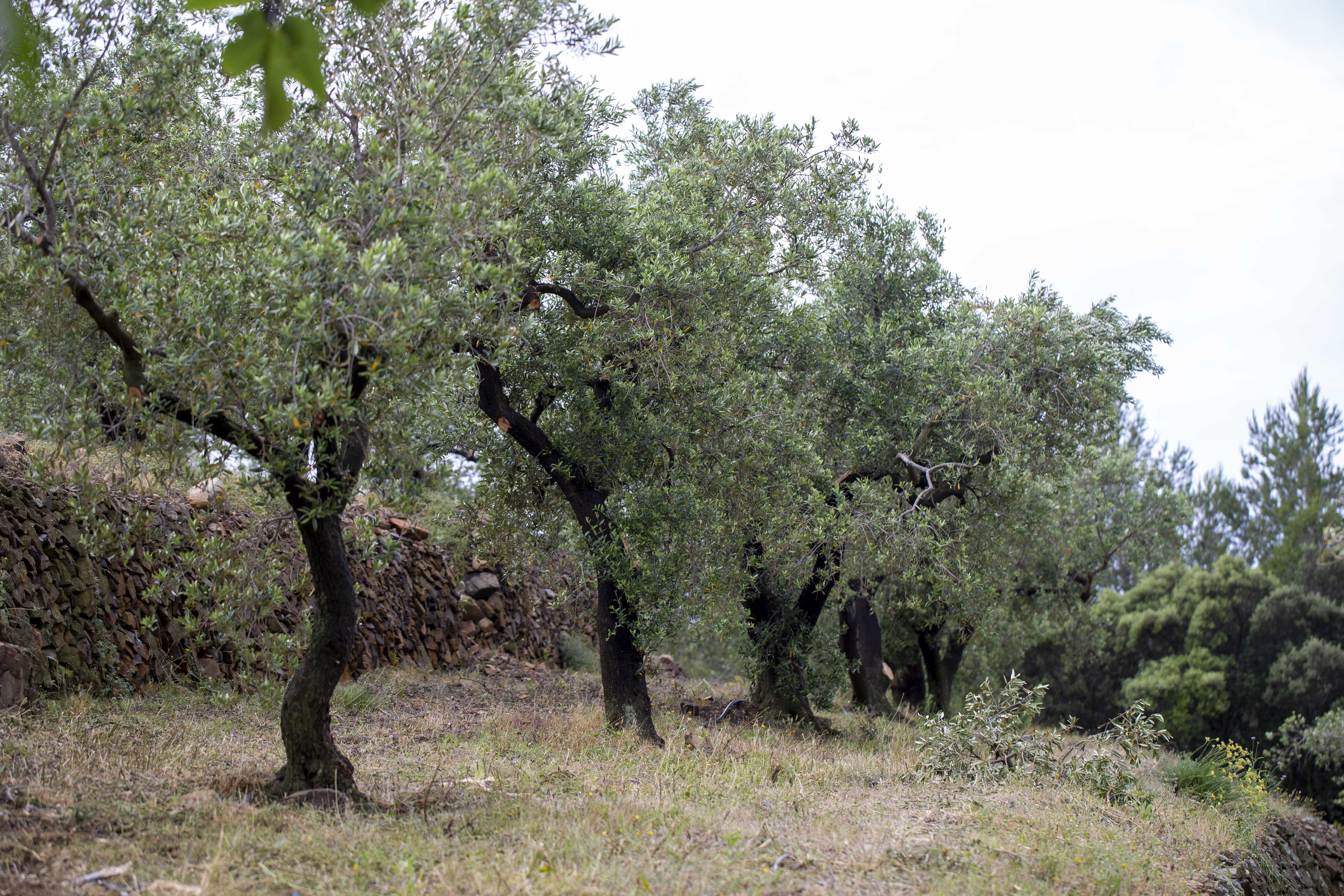 Fotografia d'arxiu d'un camp d'olivers a Riudoms