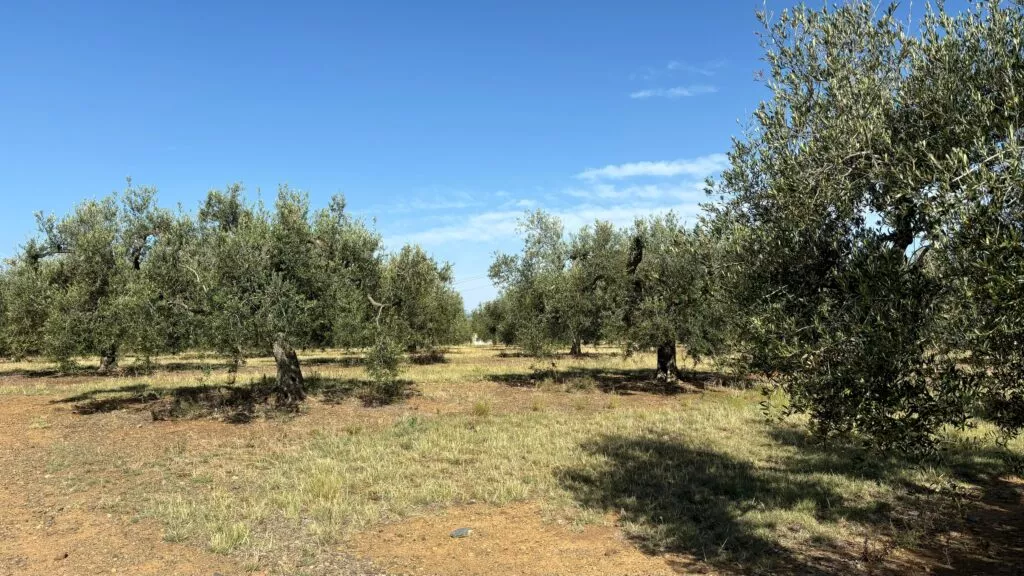 Imatge d'un camp d'oliveres