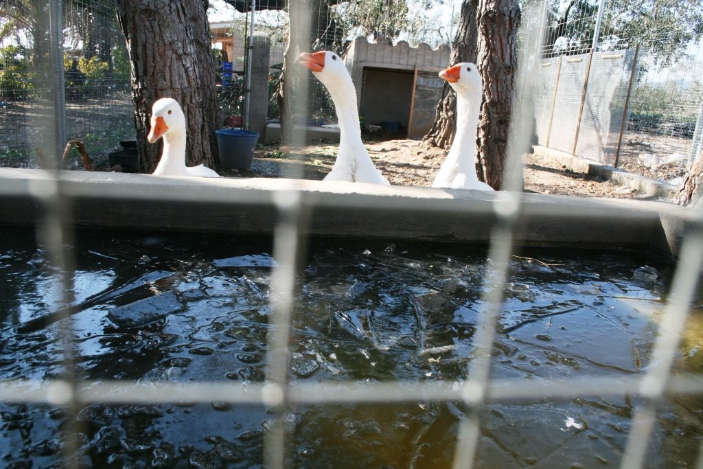 El fred ha gelat moltes basses i abeurades (FOTO: Elena Domingo)