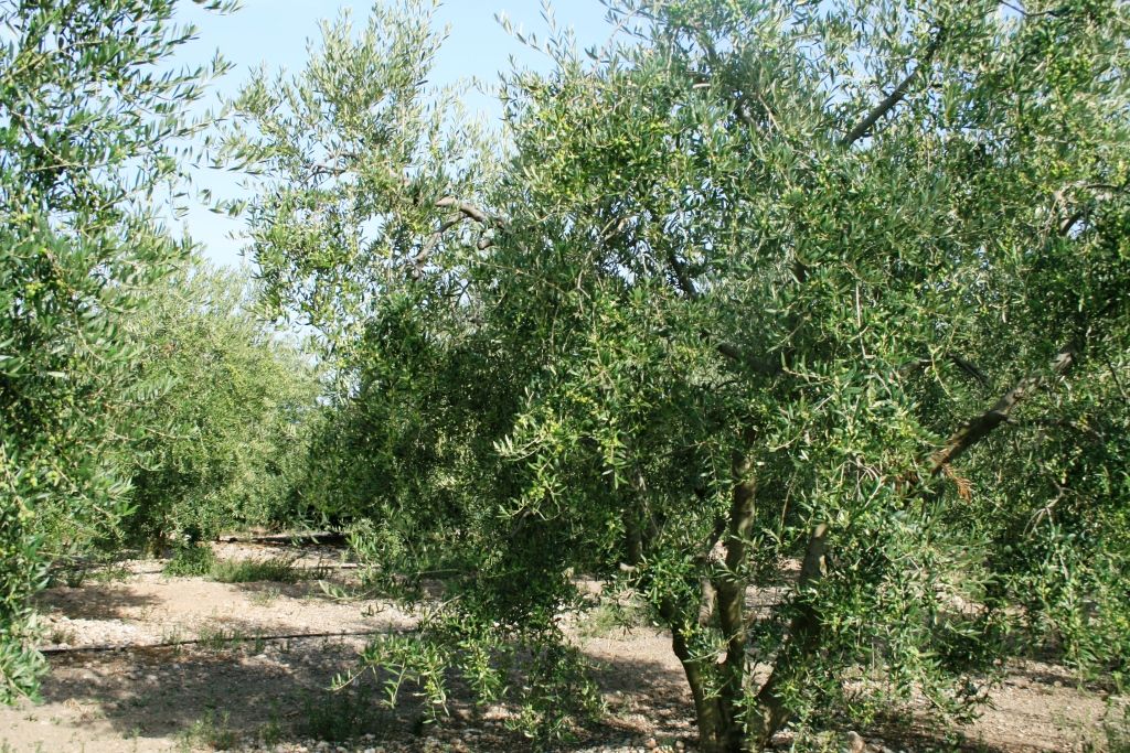 Els robatoris són un problema comú al camp (FOTO: Elena Domingo)