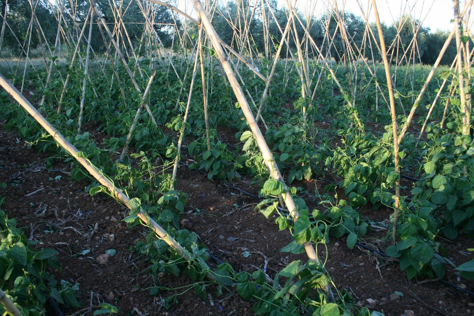 Fotografia de les ventades (FOTO: Elena Domingo)