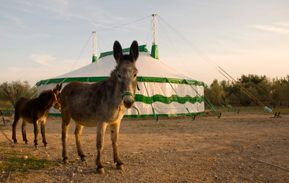 Carpa del circ (FOTO: Circ de les Musaranyes)