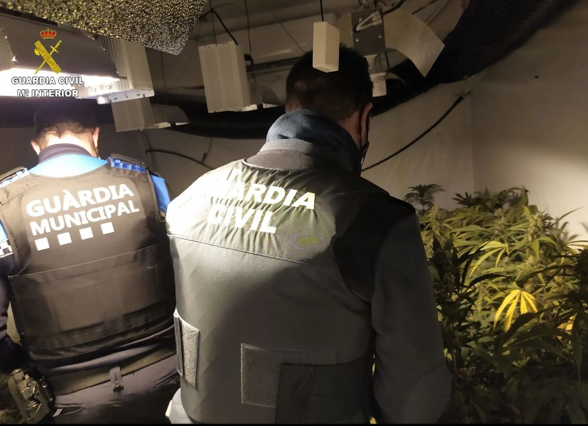 Plantació marihuana interior habitatge Riudoms