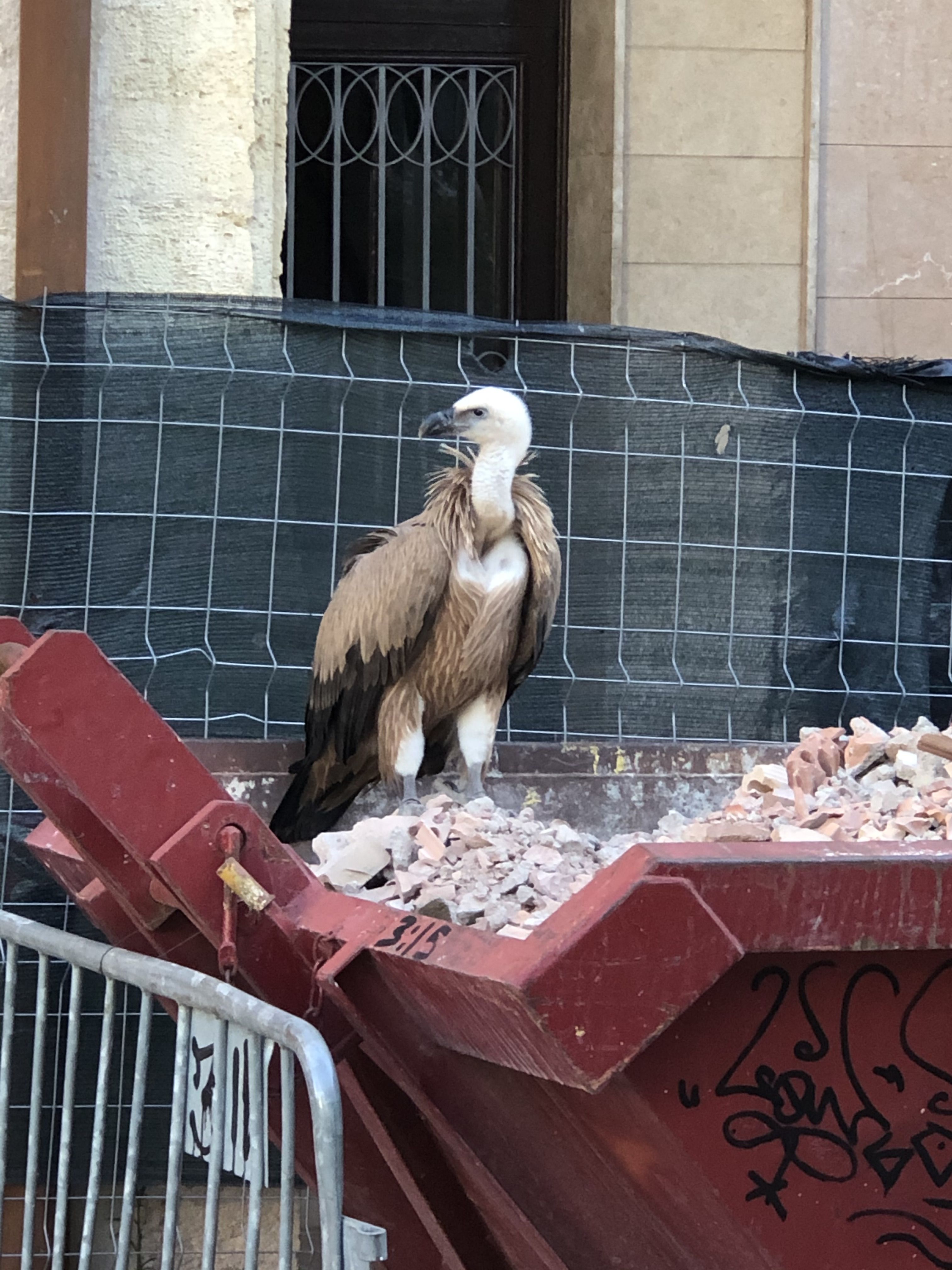 El voltor, damunt de la runa d'unes obres a la plaça Petita